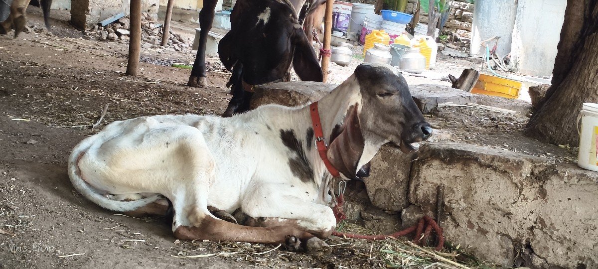 વાછડો વેચવાનો છે