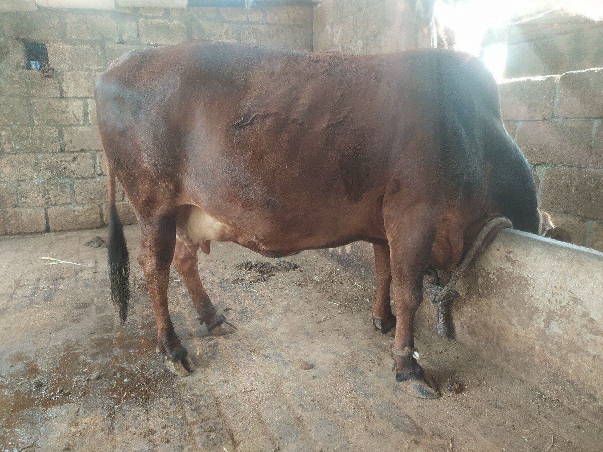 જર્સી ગાય વેચવાની છે