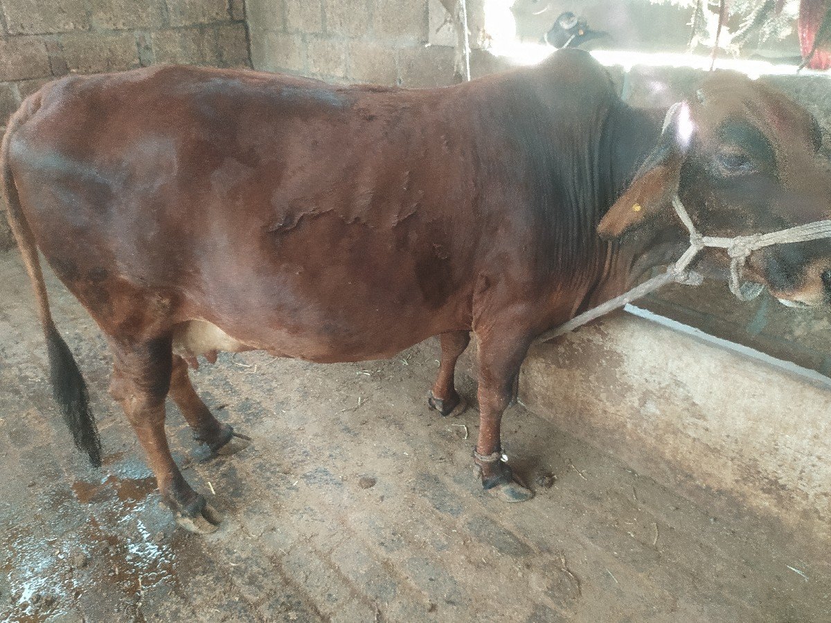 જર્સી ગાય વેચવાની છે