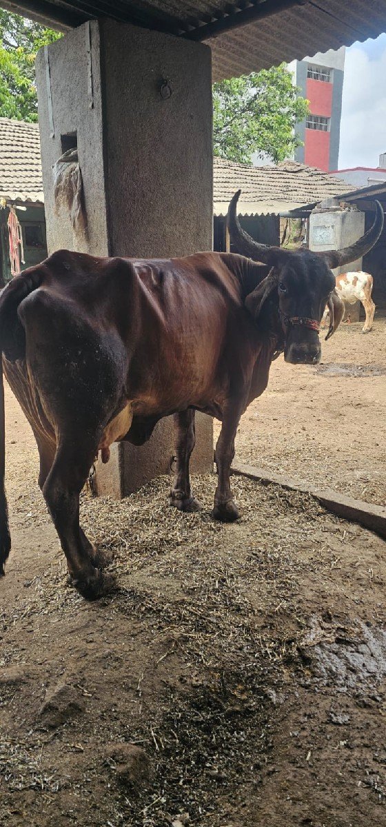 વઢિયારી ક્રોસ