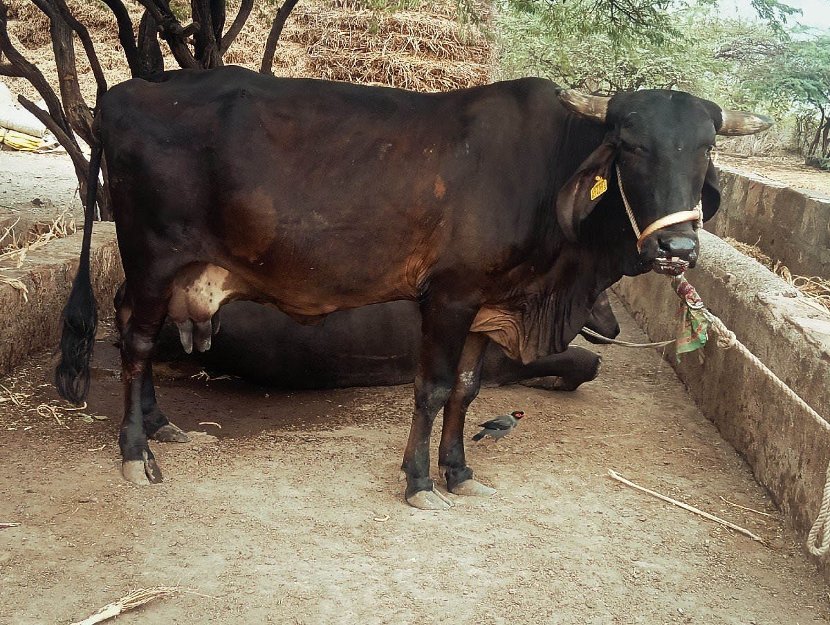ગીર ક્રોસ