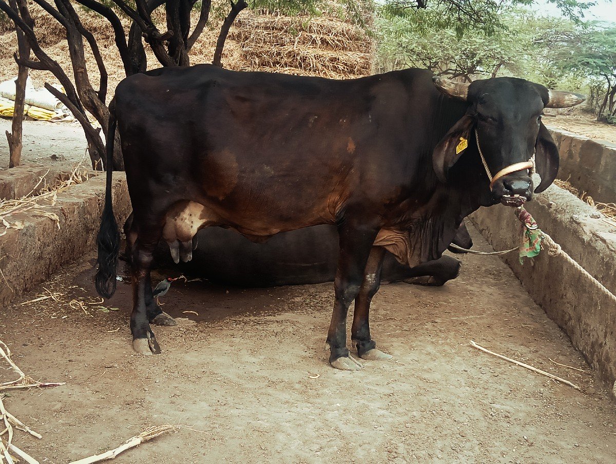 ગીર ક્રોસ