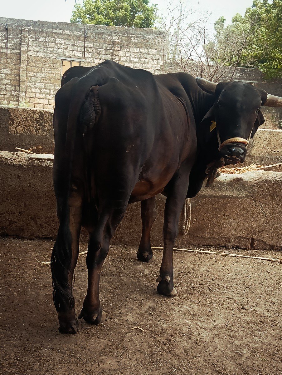 ગીર ક્રોસ