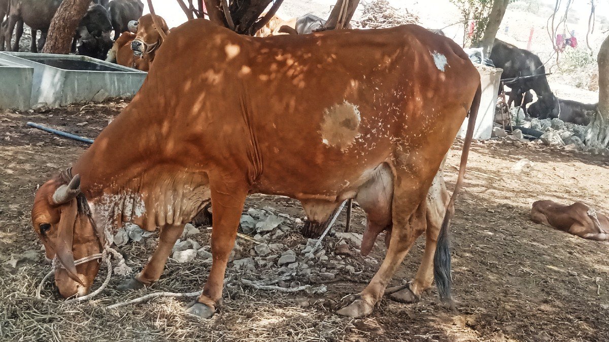 દેસી ગાય વેચવાની છે