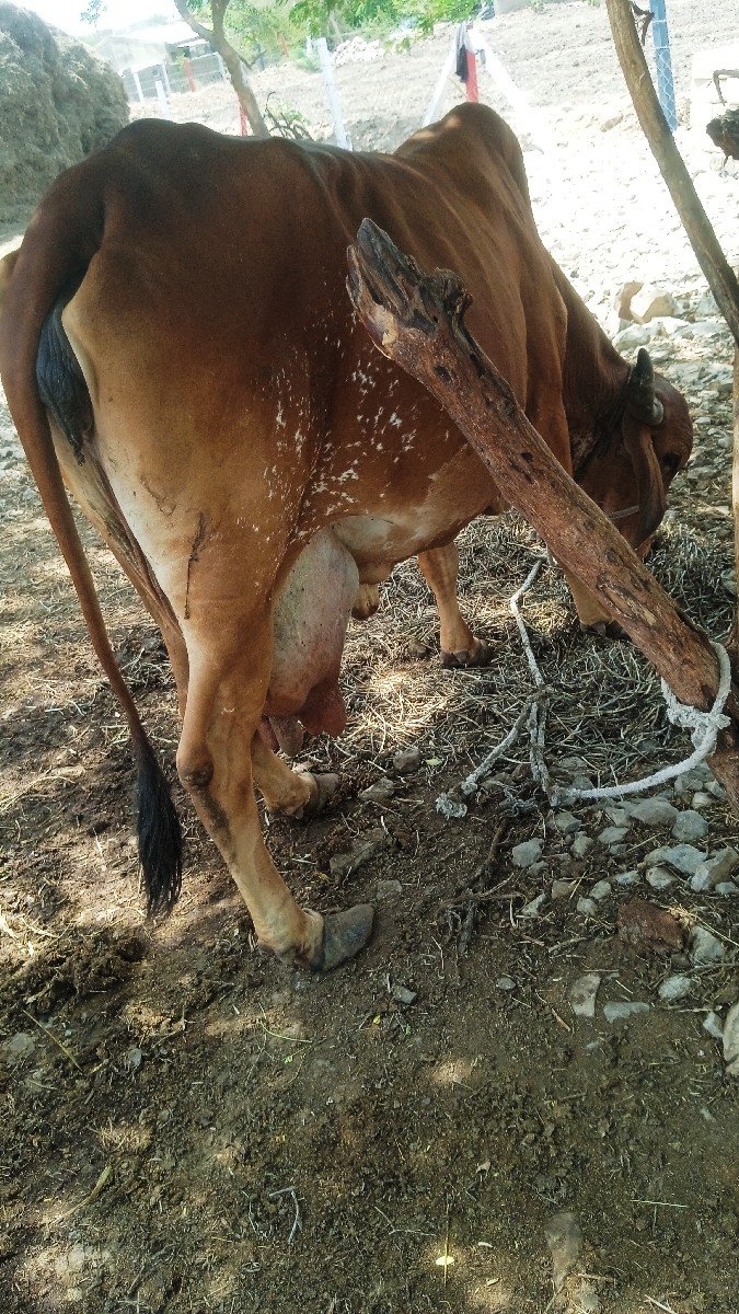દેસી ગાય વેચવાની છે