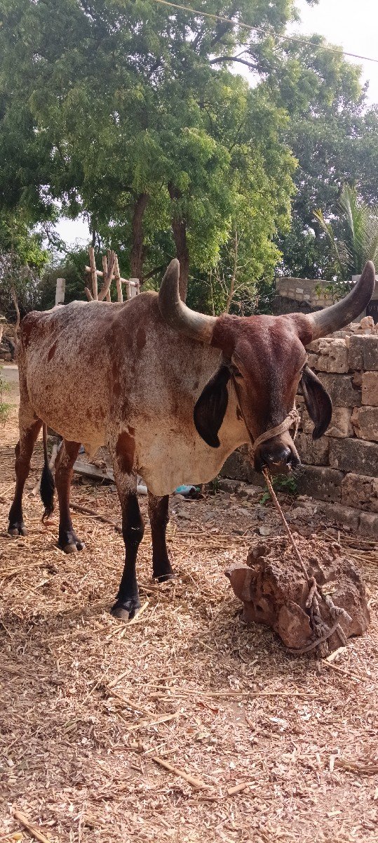 દેશી જરસી