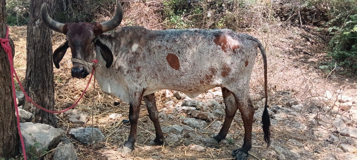 દેશી જરસી