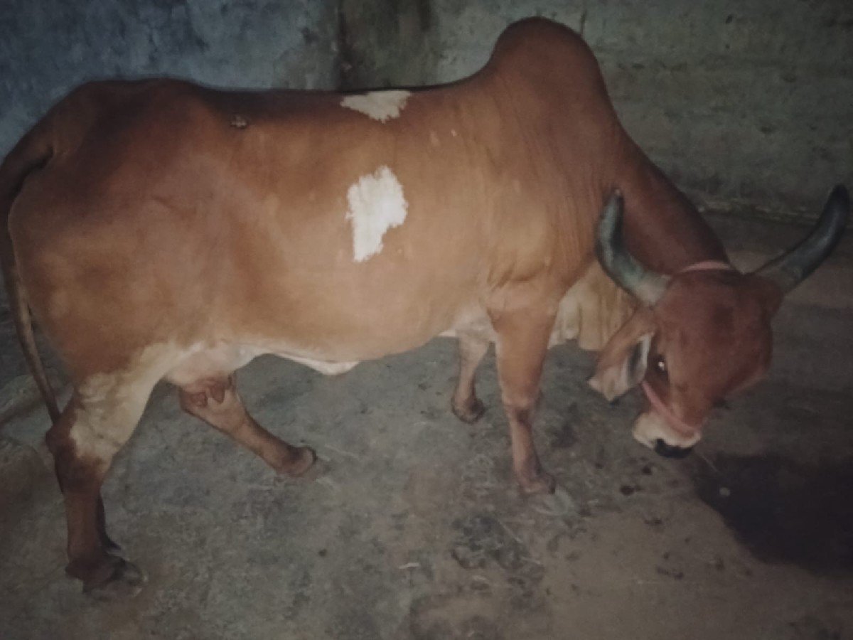 ગાય વેચવાની છે
