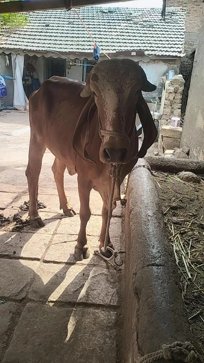 ગીર ગાય વેચવાની છે