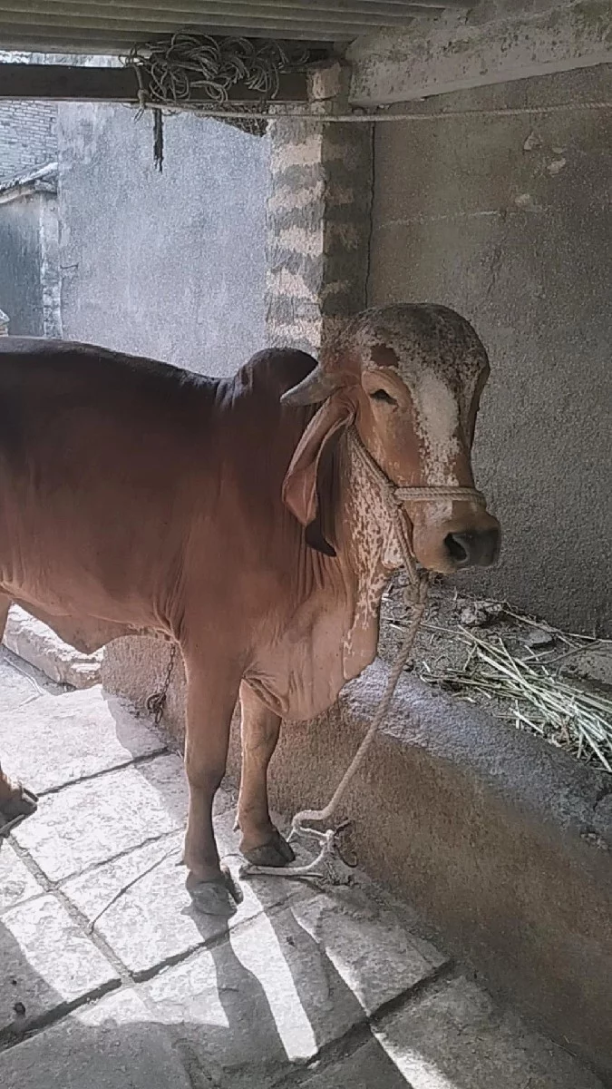 ગીર ગાય વેચવાની છે