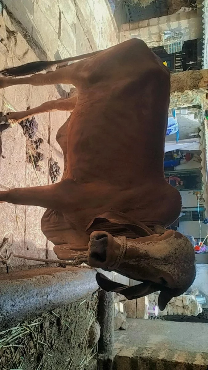 ગીર ગાય વેચવાની છે