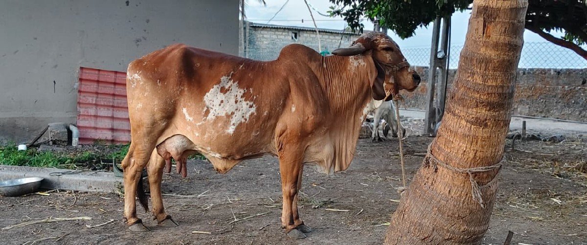 ગાય વેચવાની  છે