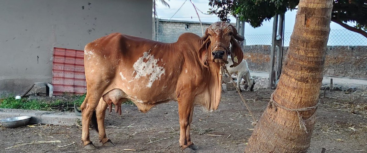 ગાય વેચવાની  છે