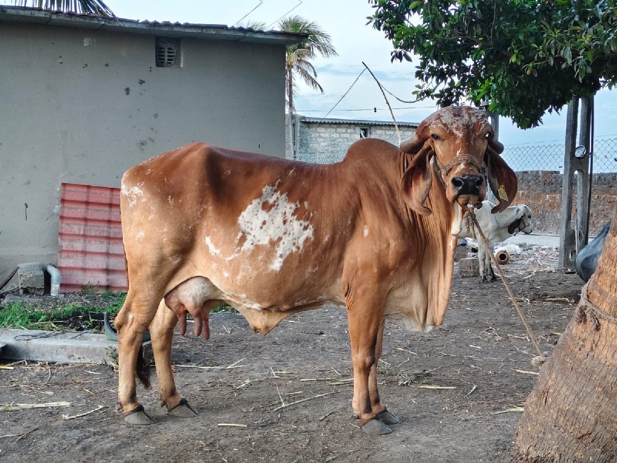 ગાય વેચવાની  છે