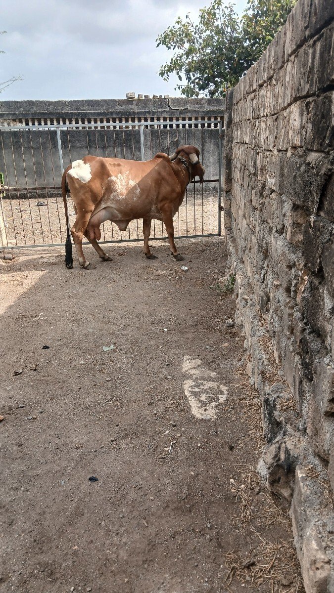 રાજા ગોસ્વામી છે