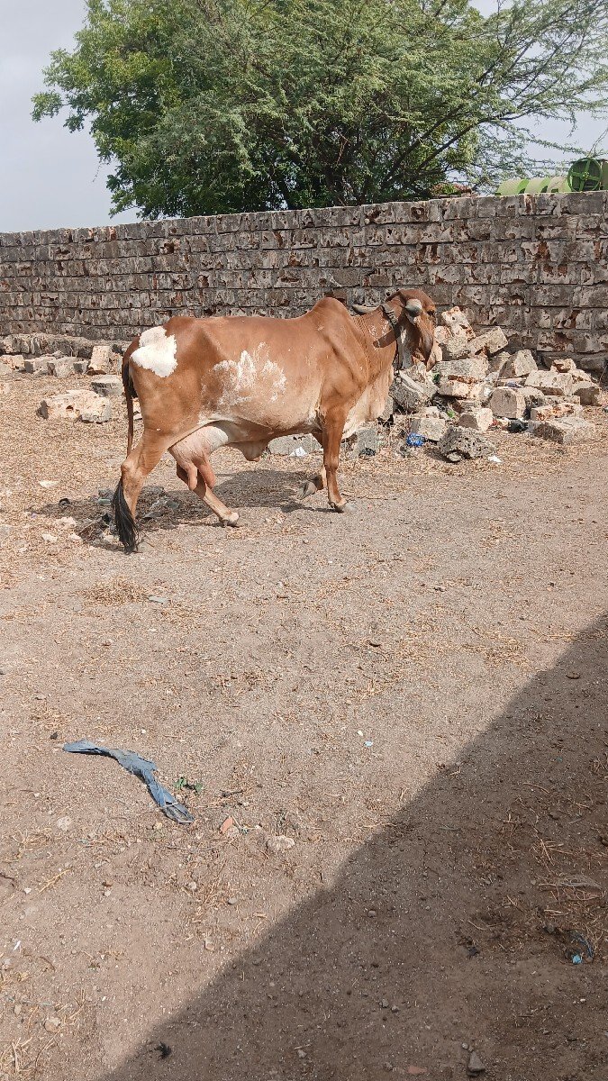 રાજા ગોસ્વામી છે