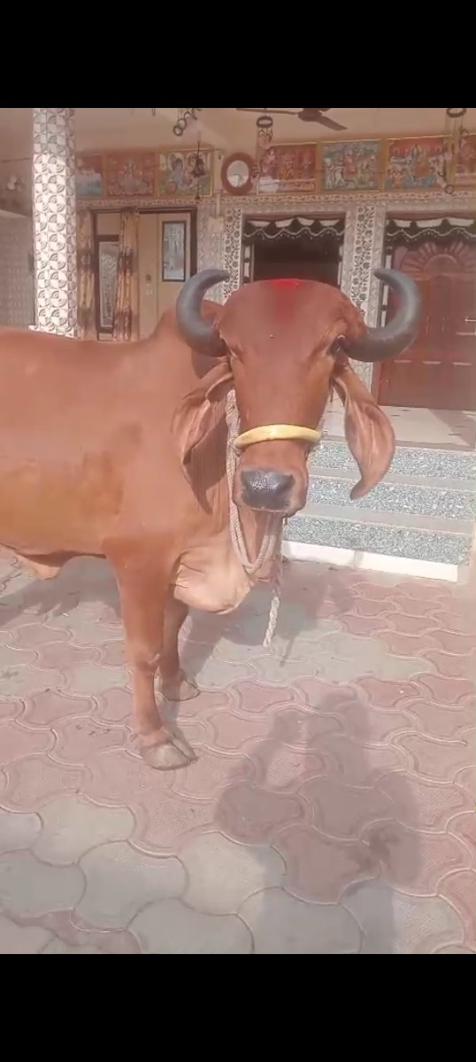 ગીર ગાય વેચવાની છે