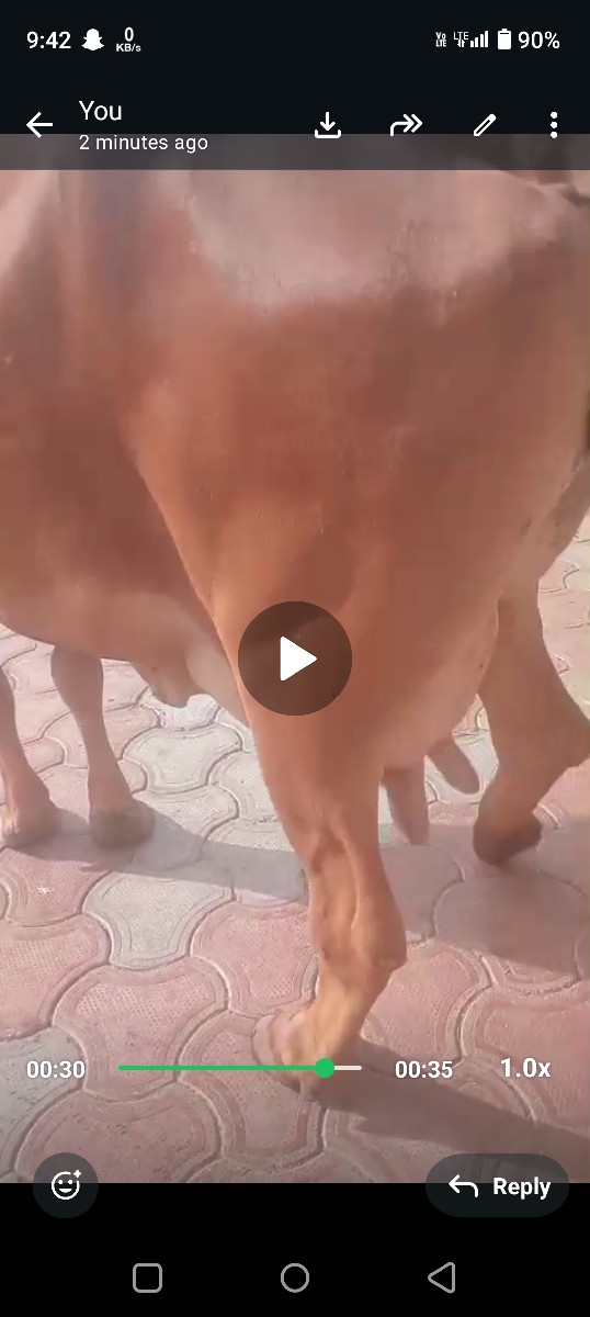 ગીર ગાય વેચવાની છે