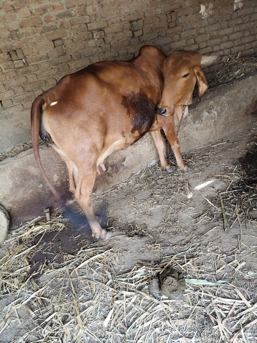 ગાય વેચવાની છે