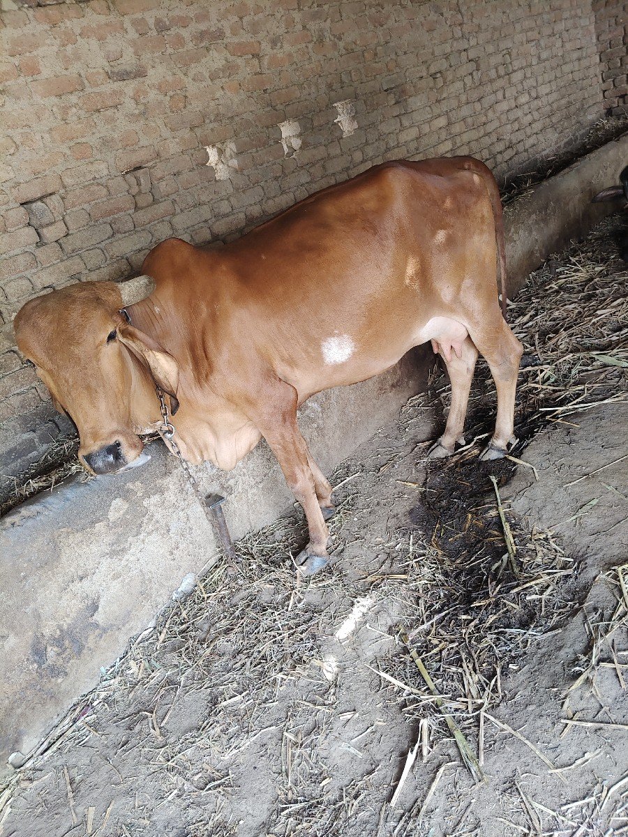 ગાય વેચવાની છે
