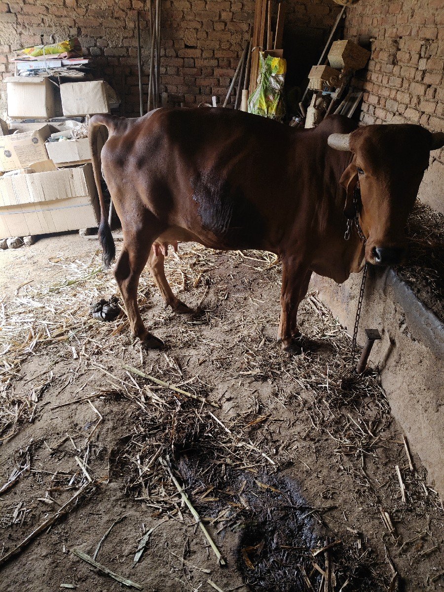 ગાય વેચવાની છે