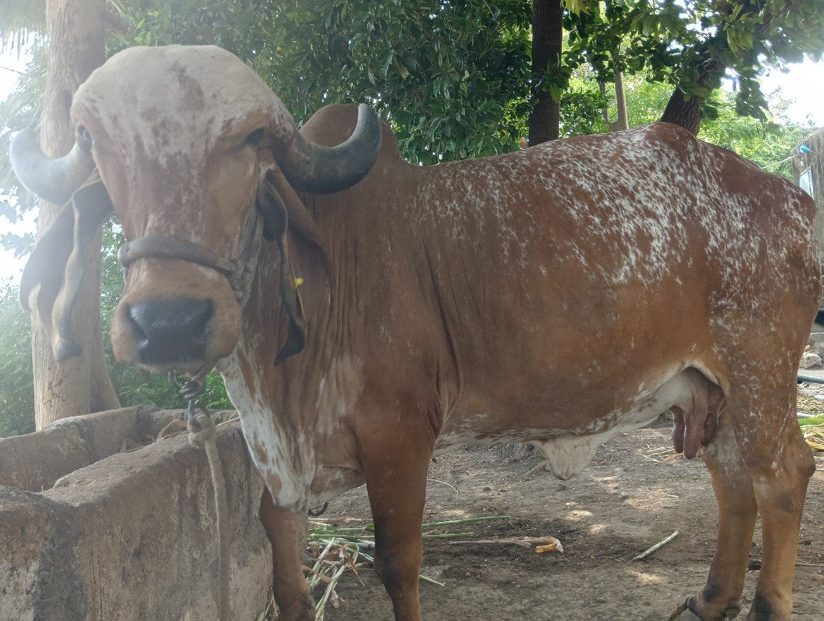 બીજા વેતર ની હોડકી