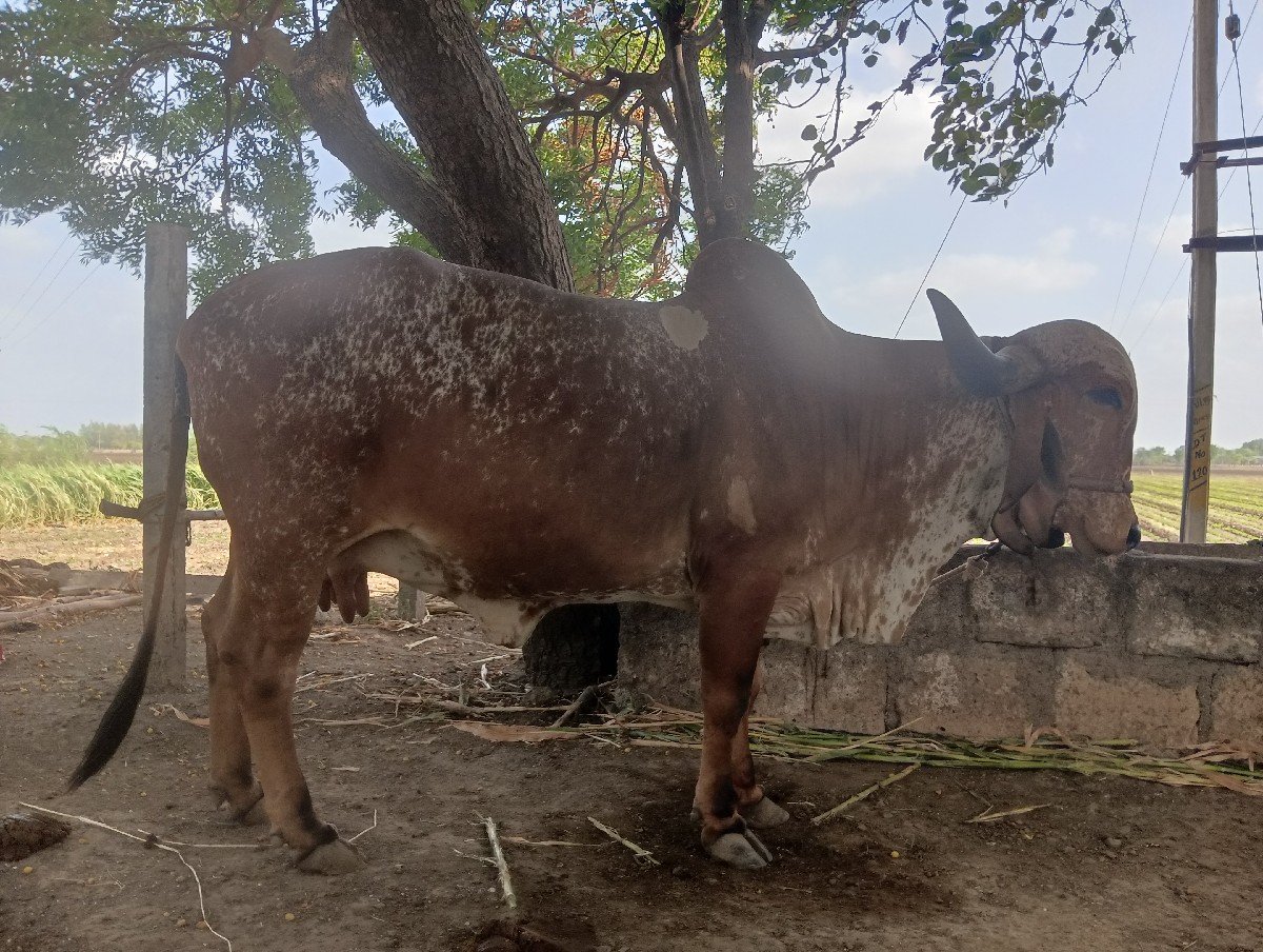 બીજા વેતર ની હોડકી