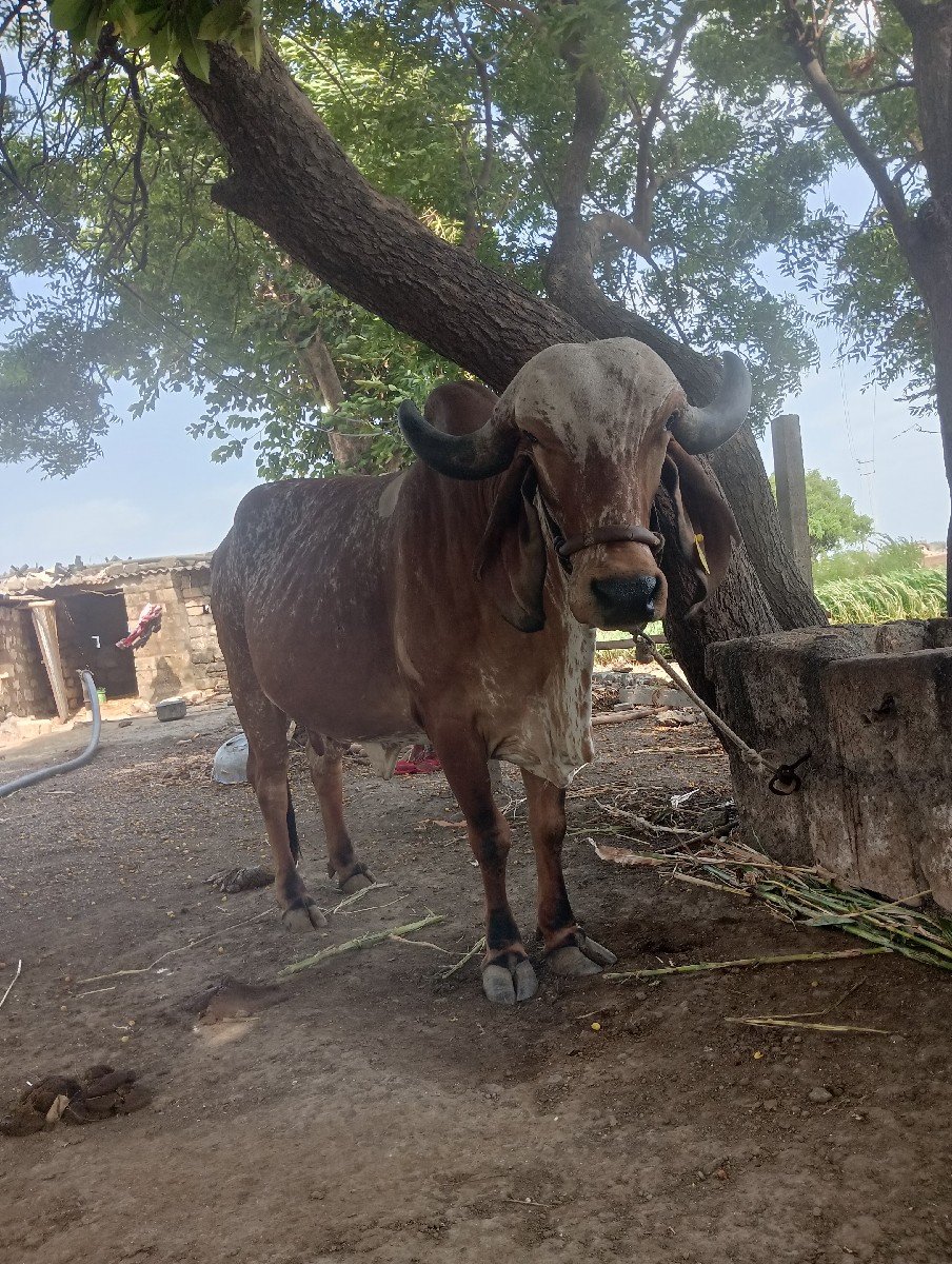બીજા વેતર ની હોડકી