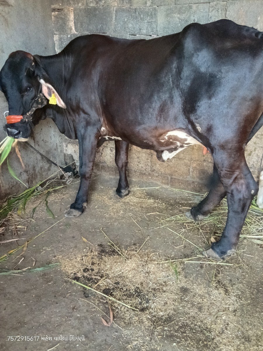 જર્સી ગાય વેચવાની છે