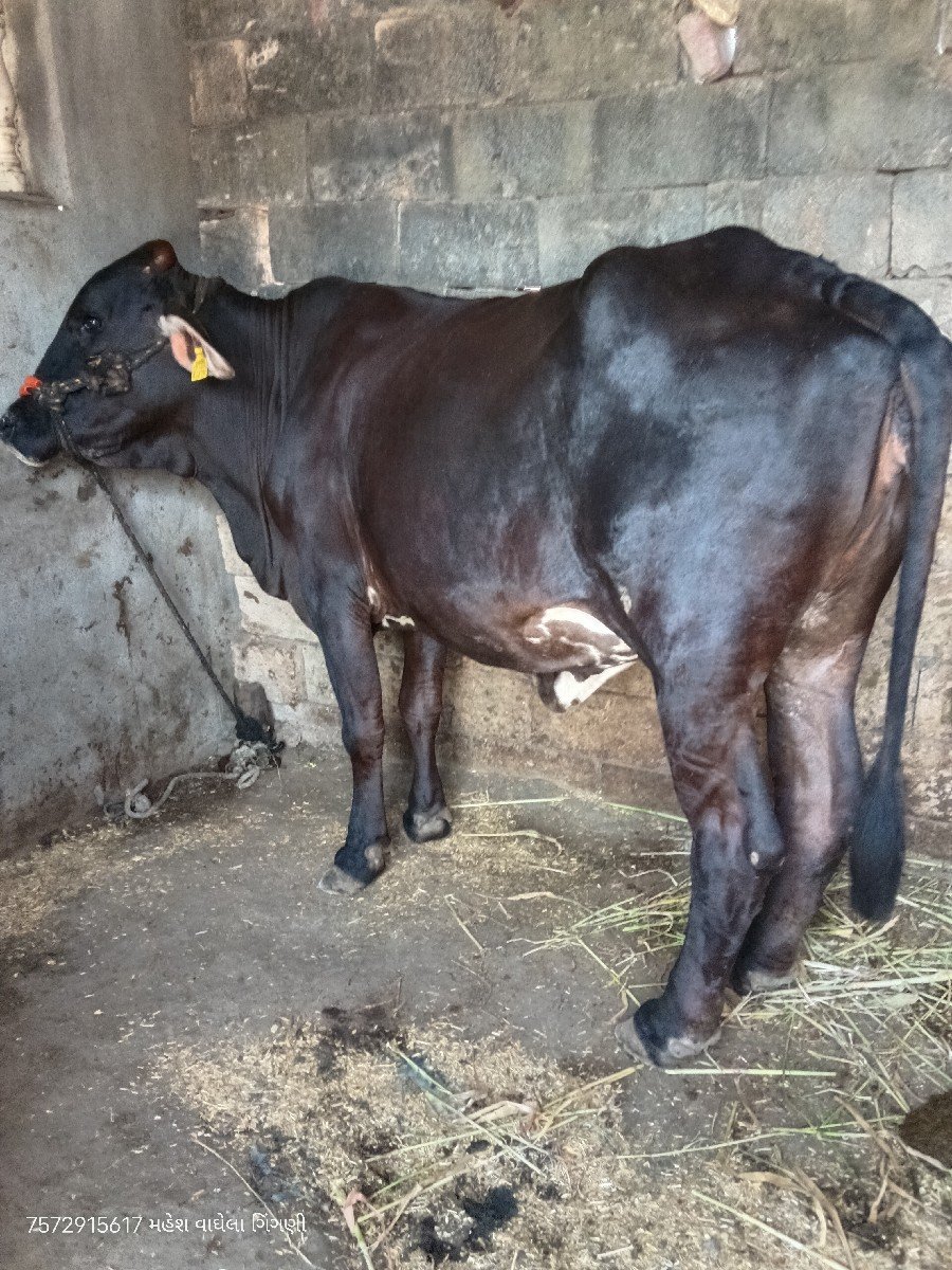 જર્સી ગાય વેચવાની છે