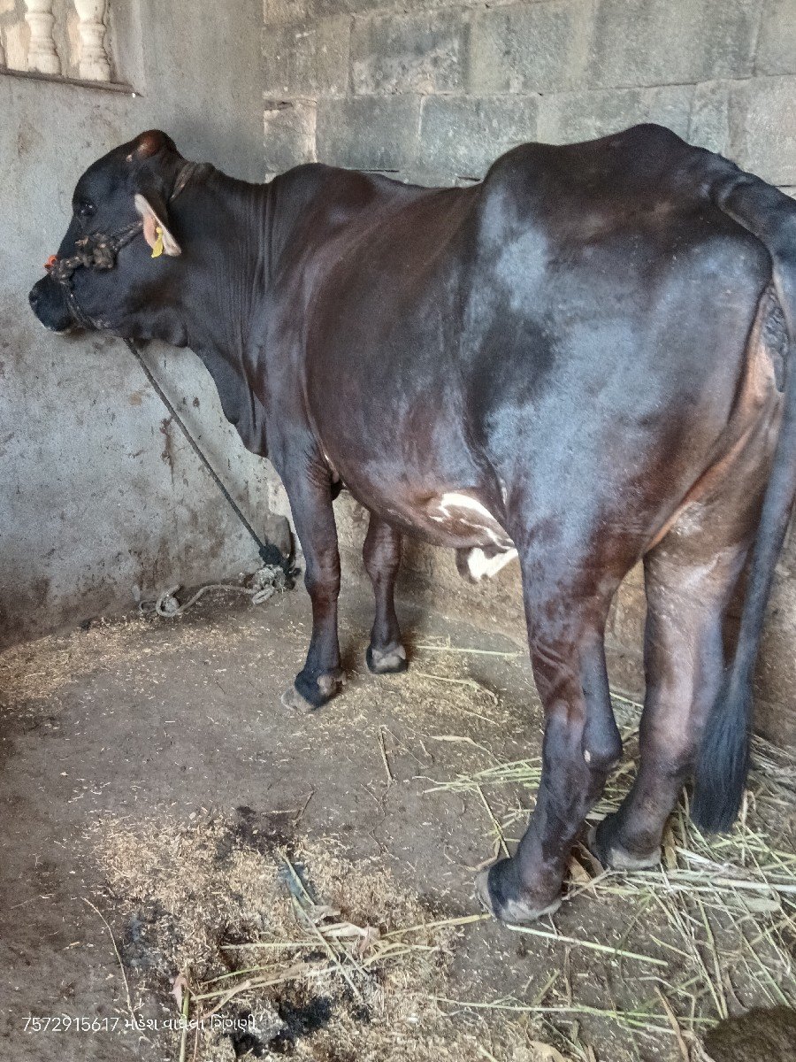 જર્સી ગાય વેચવાની છે