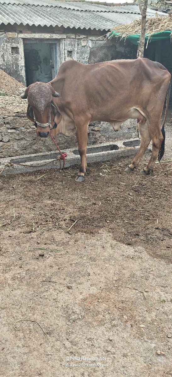 ત્રણ ગાયો વેચવાની છે