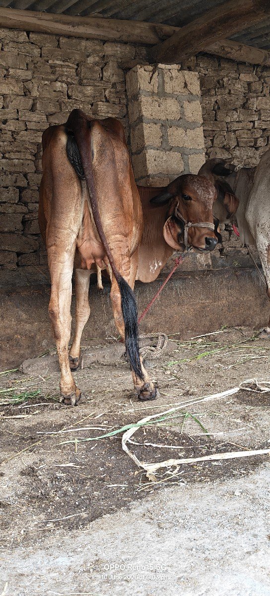 ત્રણ ગાયો વેચવાની છે