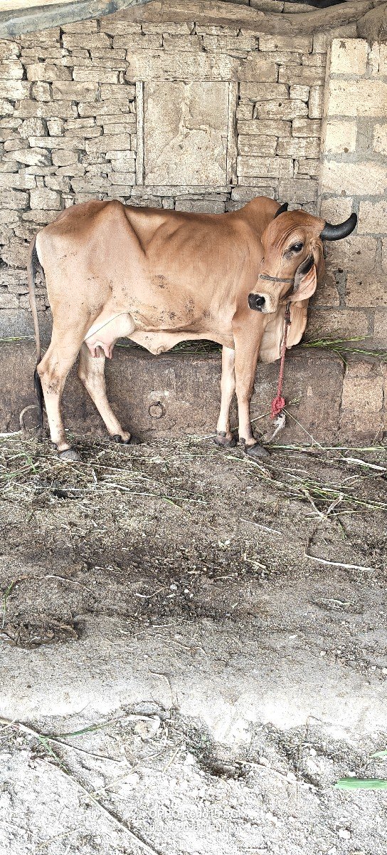 ત્રણ ગાયો વેચવાની છે