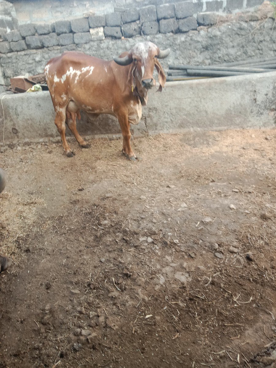ગીર ગાય વેચવાની છે