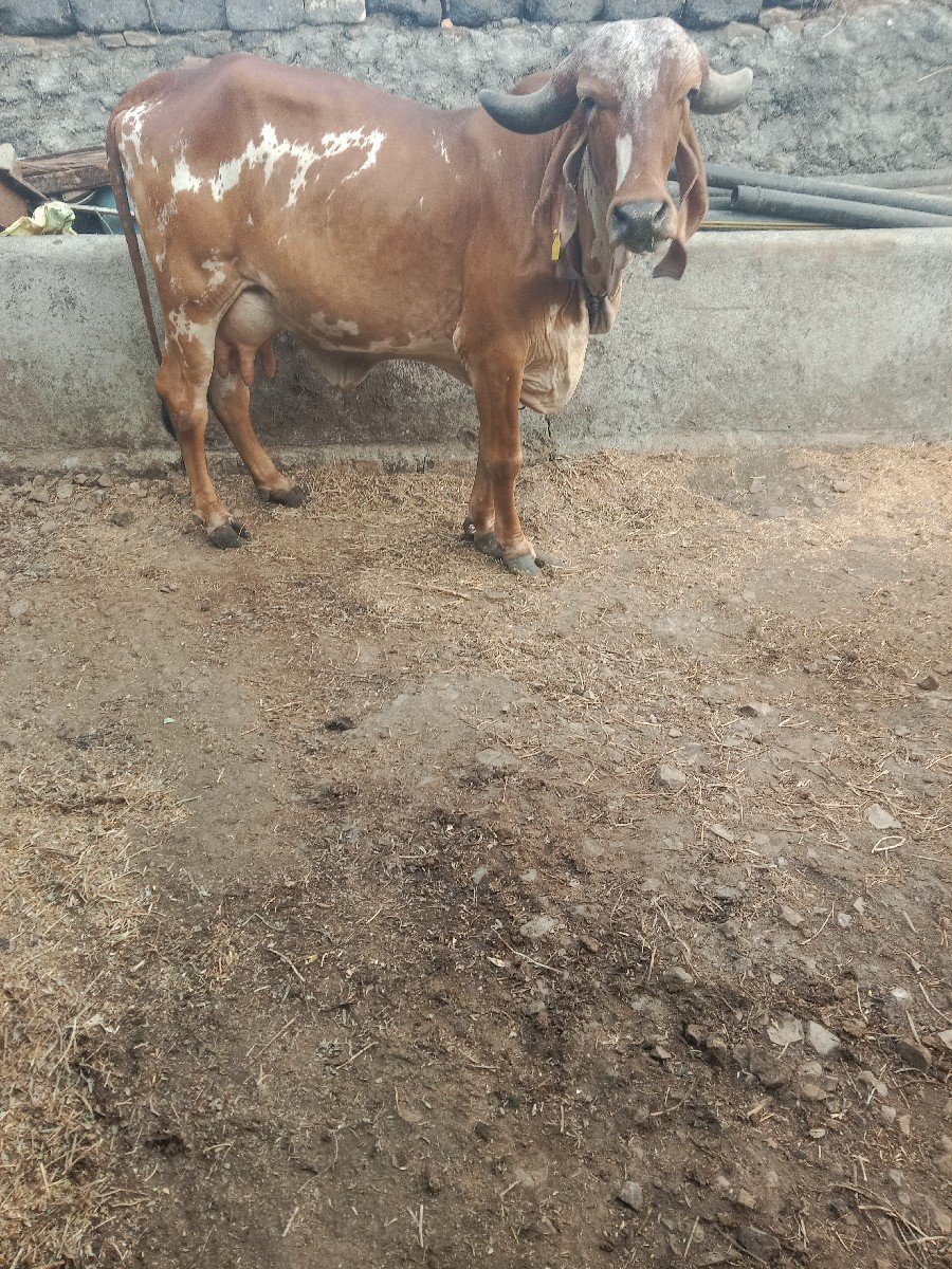 ગીર ગાય વેચવાની છે