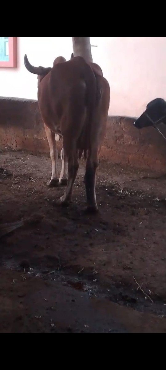 પાશાર ગાય બેસવાની સે