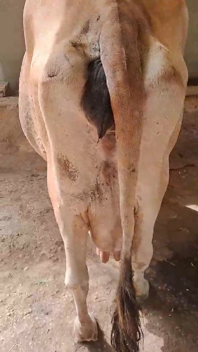 જર્સી ગાય વેચવાની છે