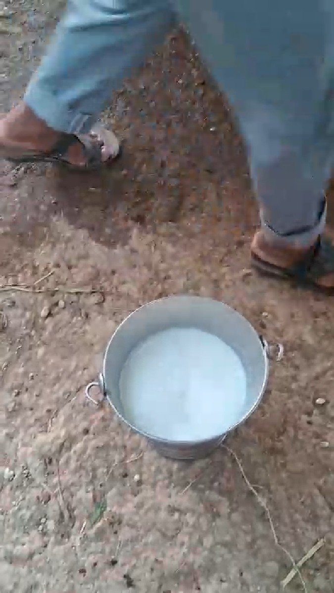 જર્સી ગાય વેચવાની છે