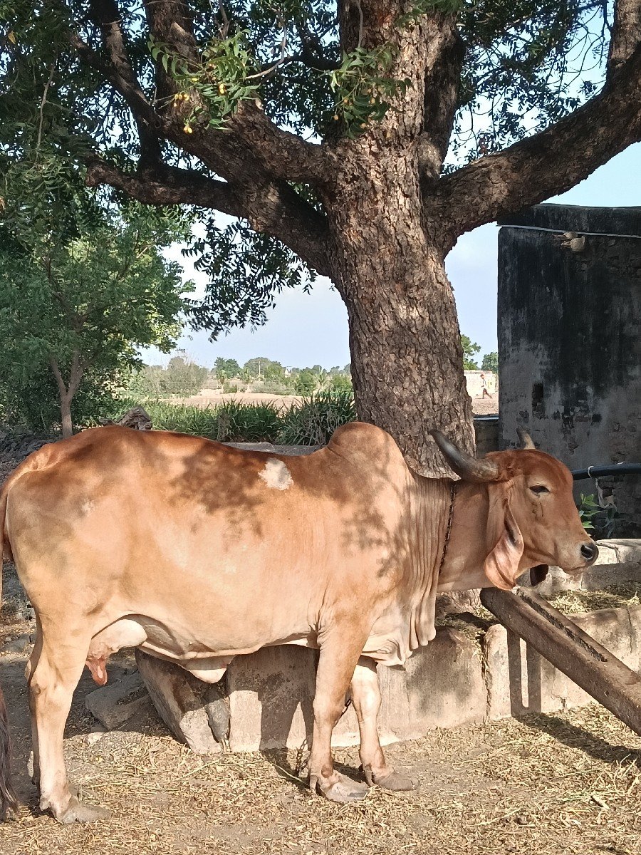 ગાય 4  થું  વેતર વિહાશે