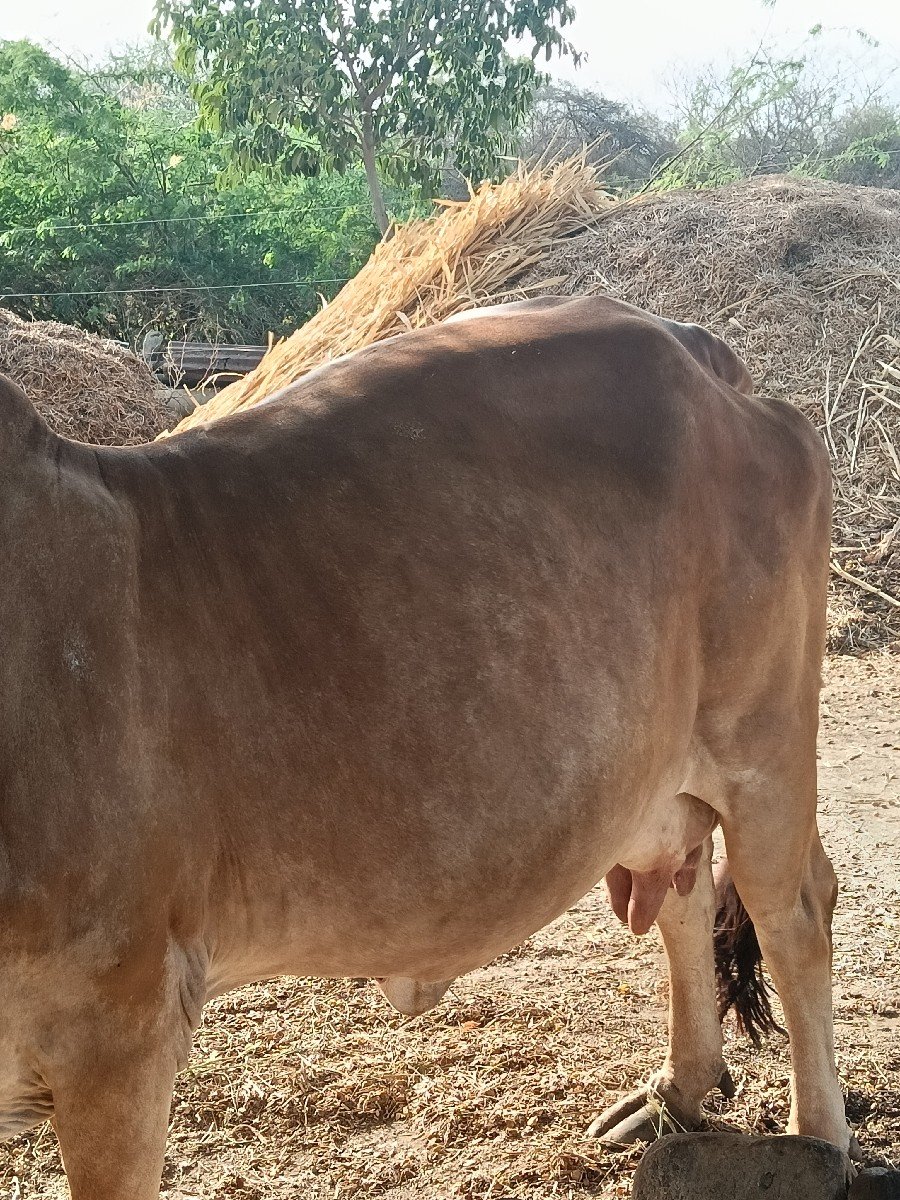 ગાય 4  થું  વેતર વિહાશે