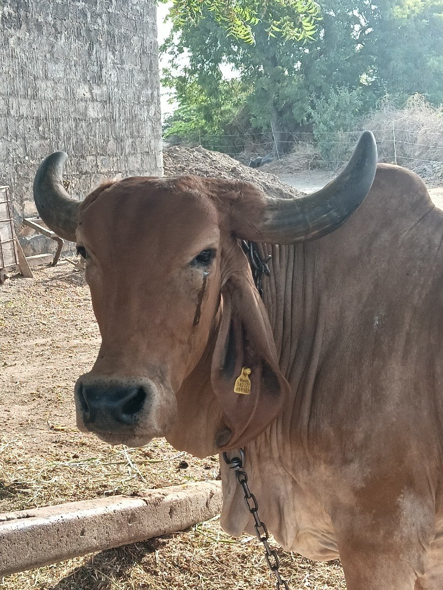 ગાય 4  થું  વેતર વિહાશે