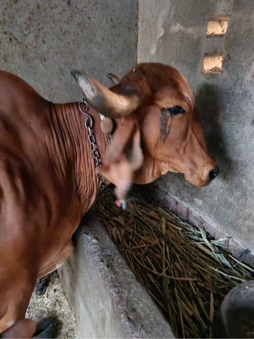 વેચવાની છે સવરાષ્ટ્ર નુ ઘરેણું