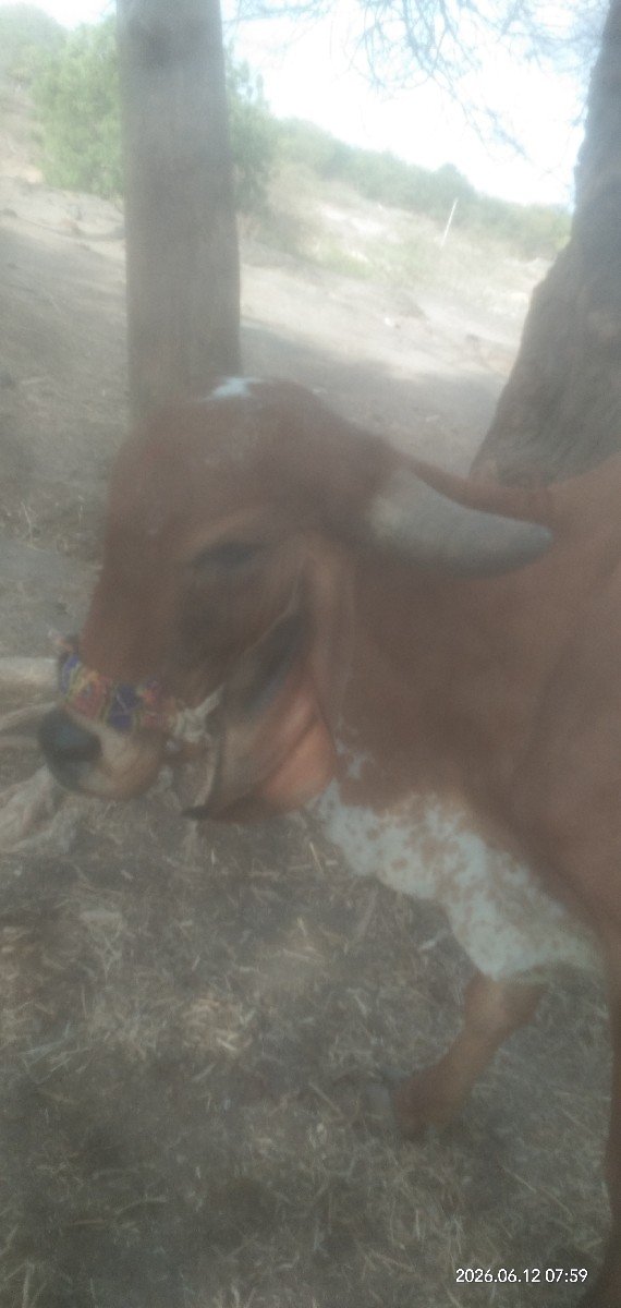 ઓરીજનલ ગીર ઓડકી વેચવાનીશે