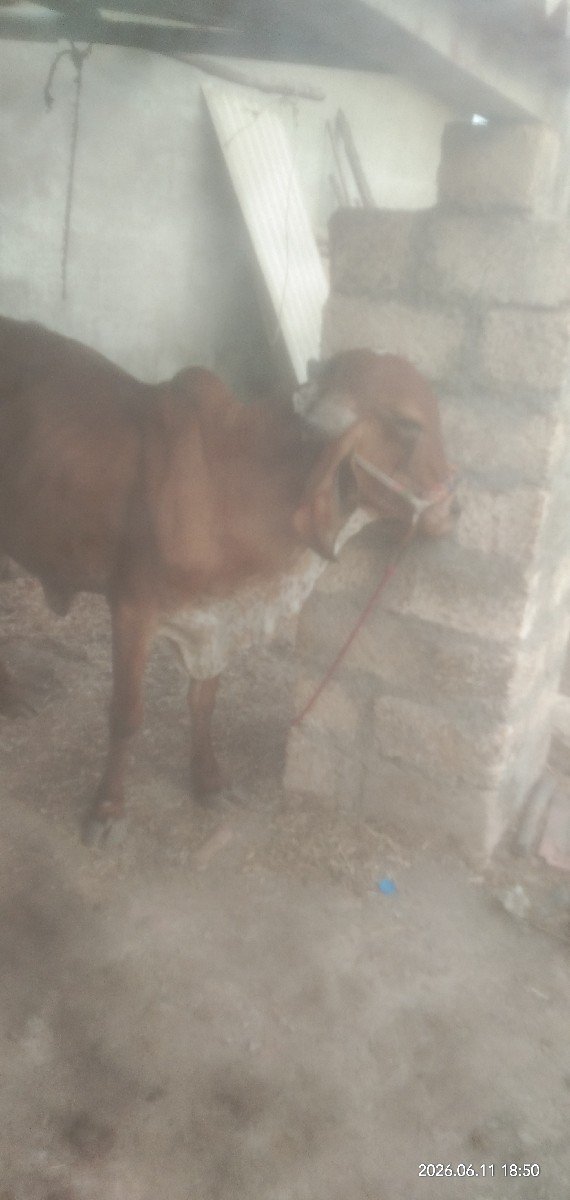 ઓરીજનલ ગીર ઓડકી વેચવાનીશે