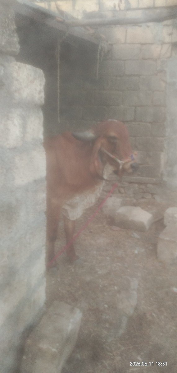 ઓરીજનલ ગીર ઓડકી વેચવાનીશે