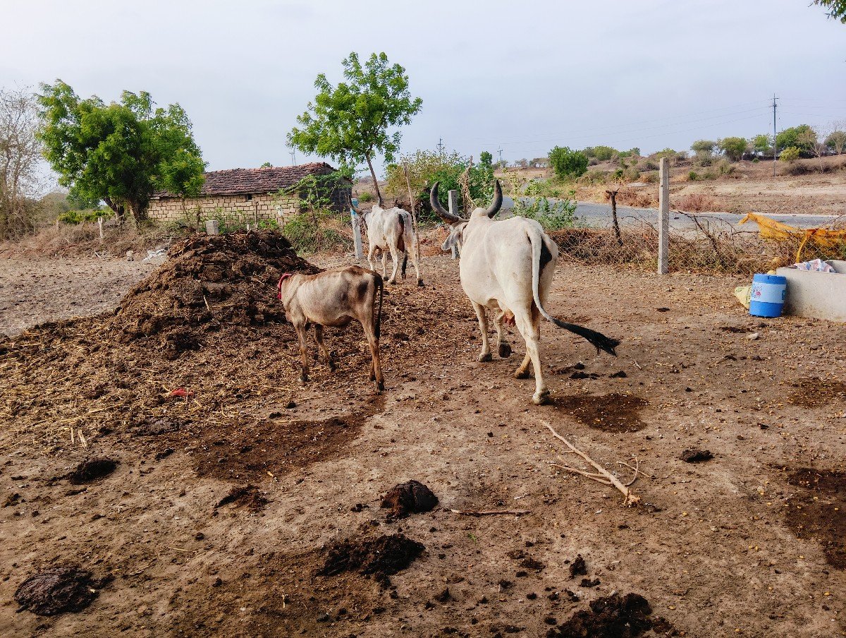 આગાયોવેસવાનીસે