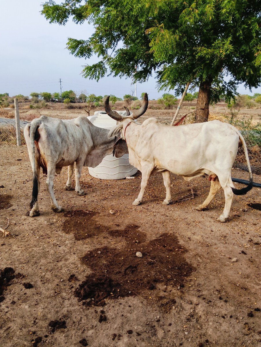 આગાયોવેસવાનીસે