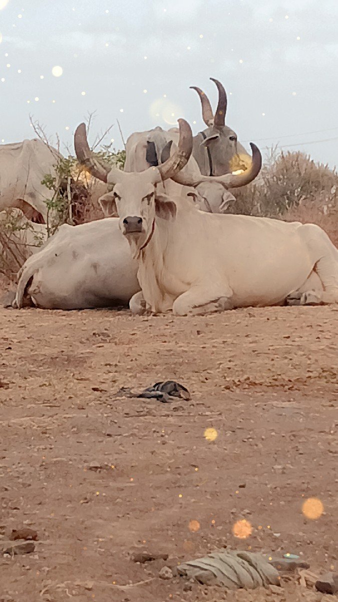 આગાયોવેસવાનીસે