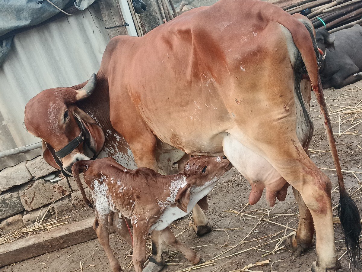 ગીર ગાય વેચવાની